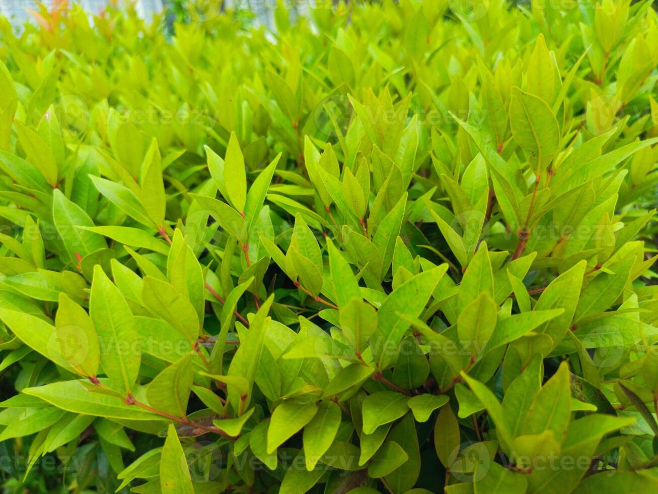 Lush Green Foliage with Soft Lighting, Natural Outdoor Decorative Bush photo