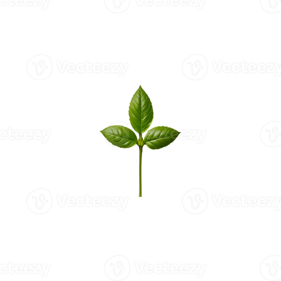 Three green leaves on a single stem plant sprout png