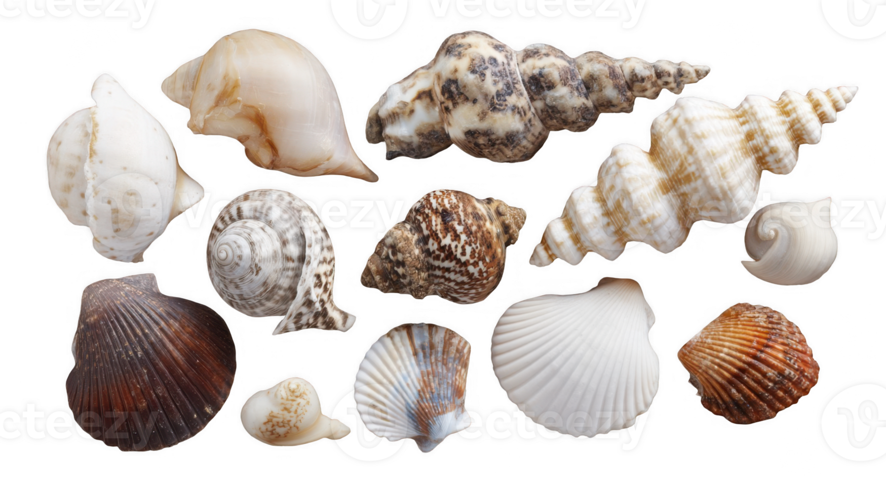 Variety of seashells showing different shapes and colors on transparent background png