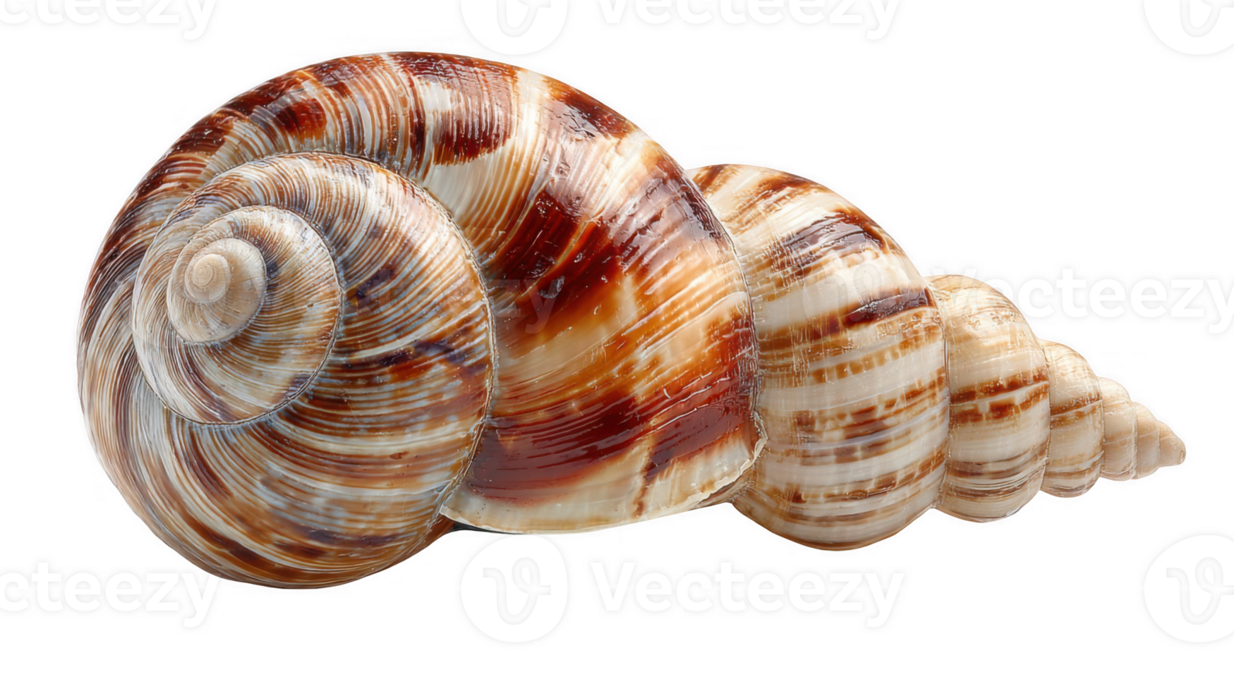 Round shell highlighting a subtle spiral on transparent background png