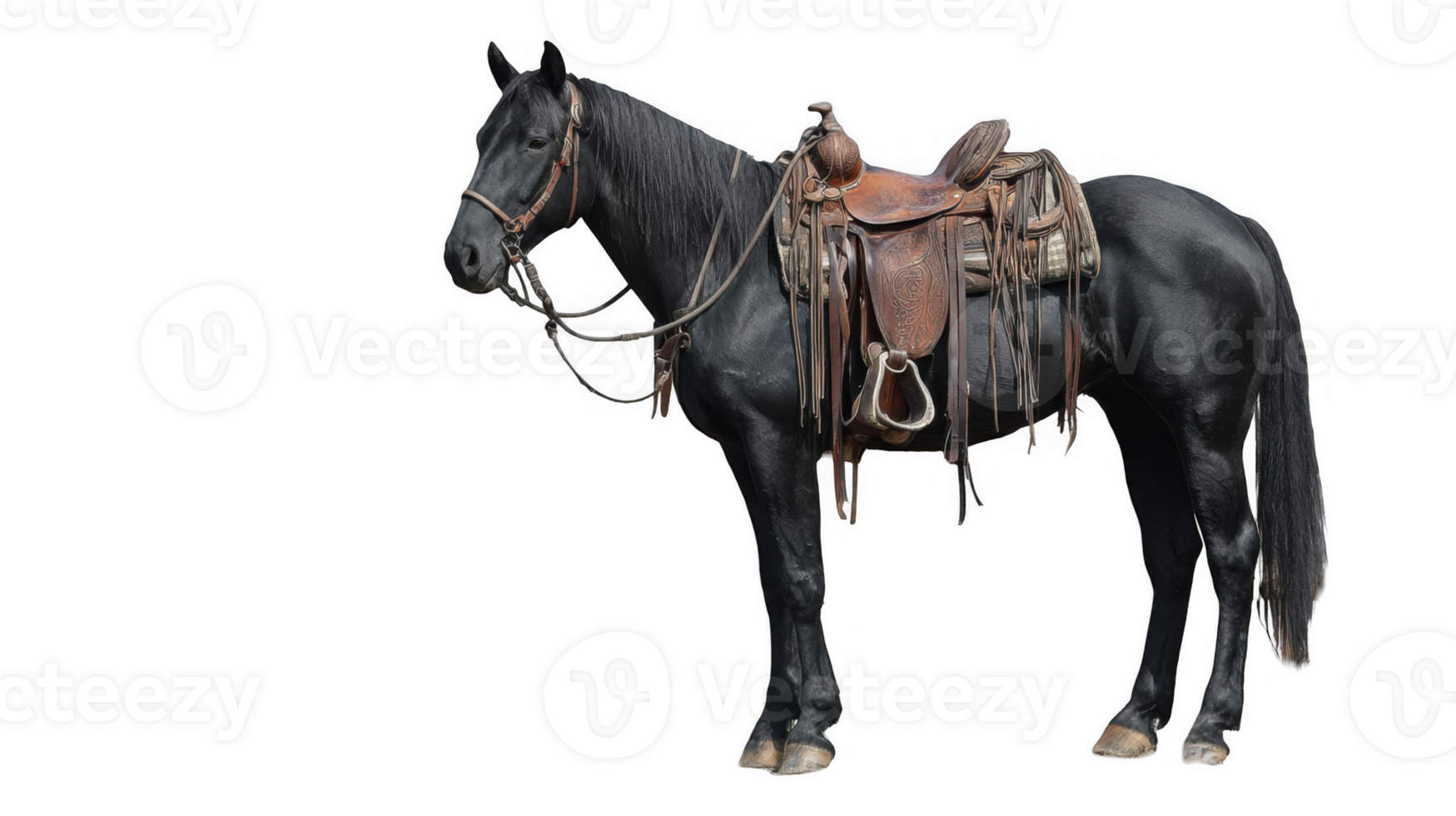Black horse wearing saddle standing on transparent background png