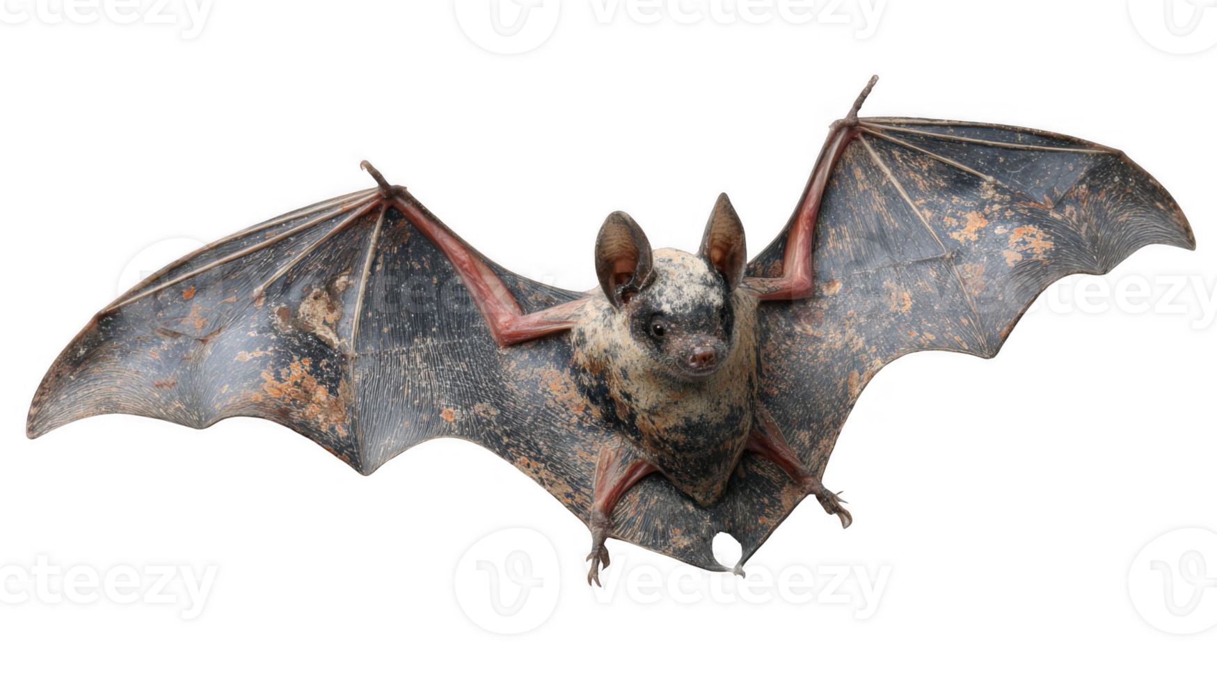 Weathered bat with peeling paint flying on transparent background png