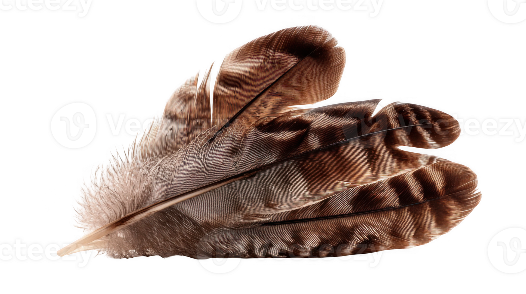Brown feather showing intricate details on transparent background png
