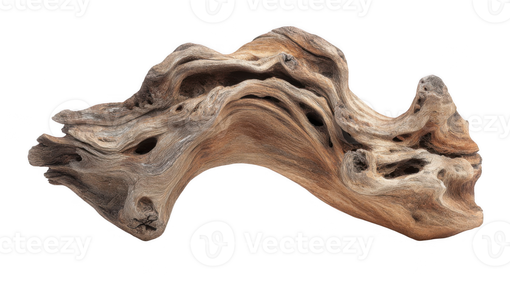 Curved driftwood showing intricate patterns on transparent background png