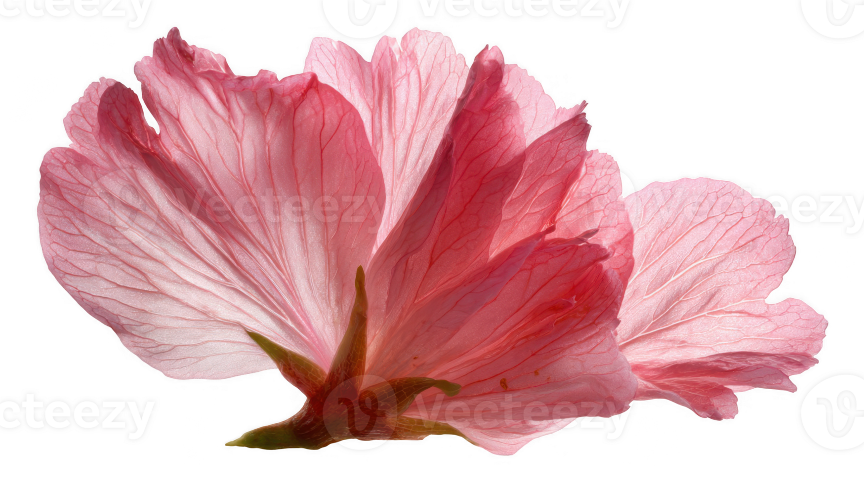 Delicate cherry blossom petal showing veins on transparent background png