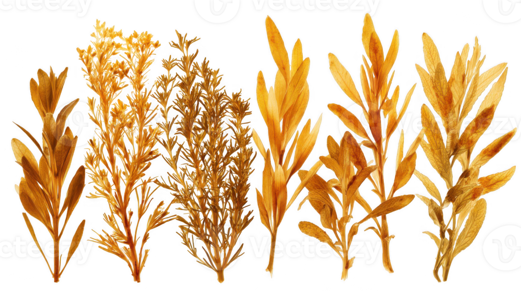 Golden herbs collection illuminated on transparent background png