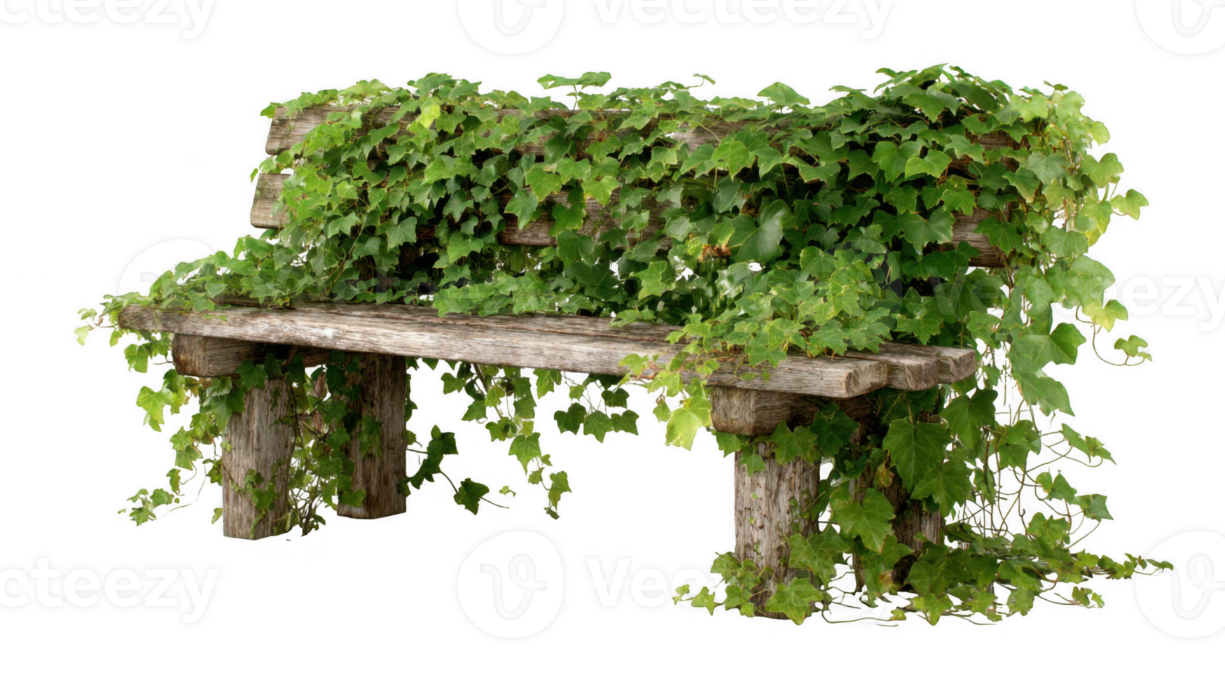Empty wooden bench engulfed by creeping ivy on transparent background png