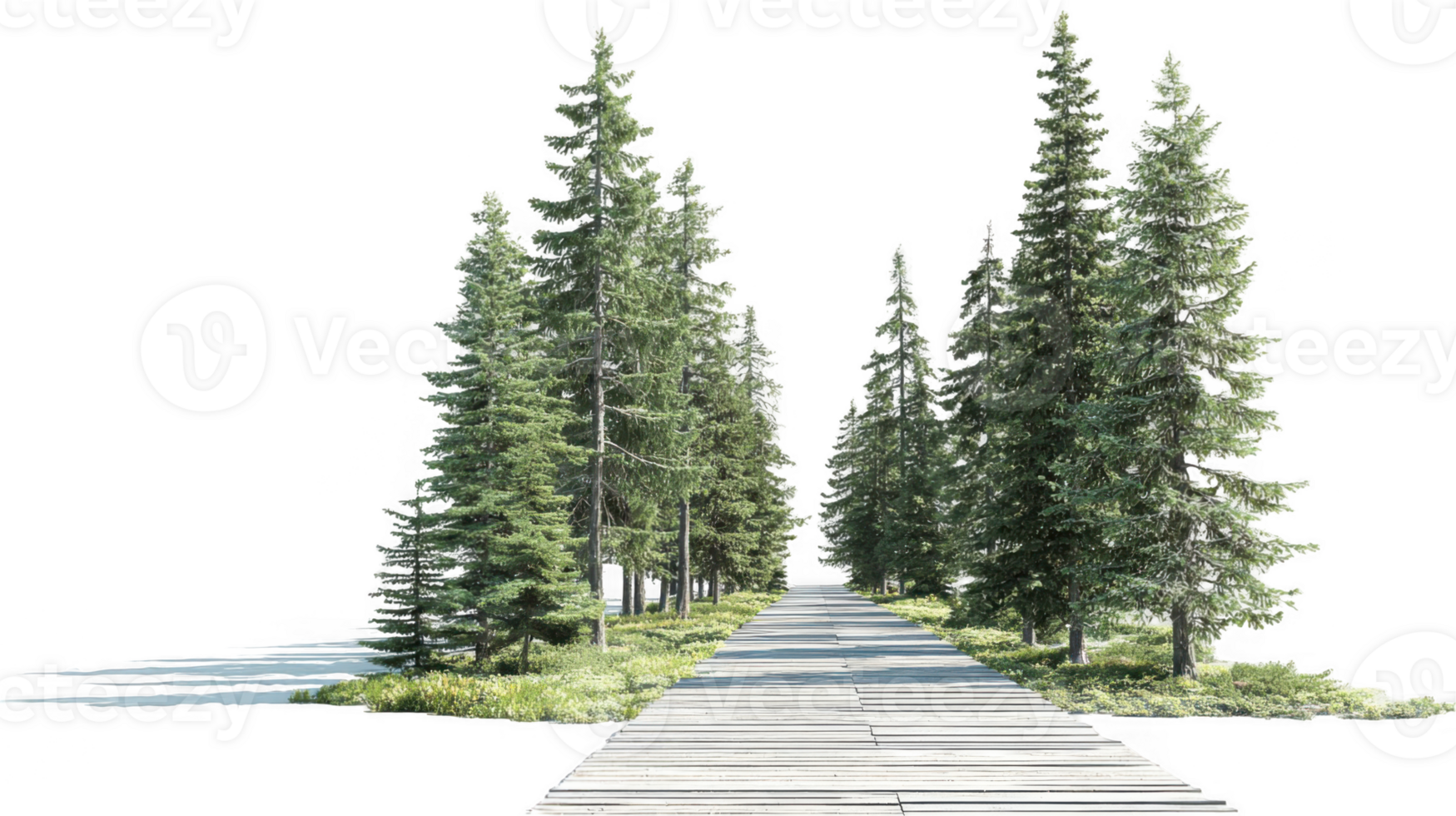 Slatted path winding through towering evergreen trees with transparent background png