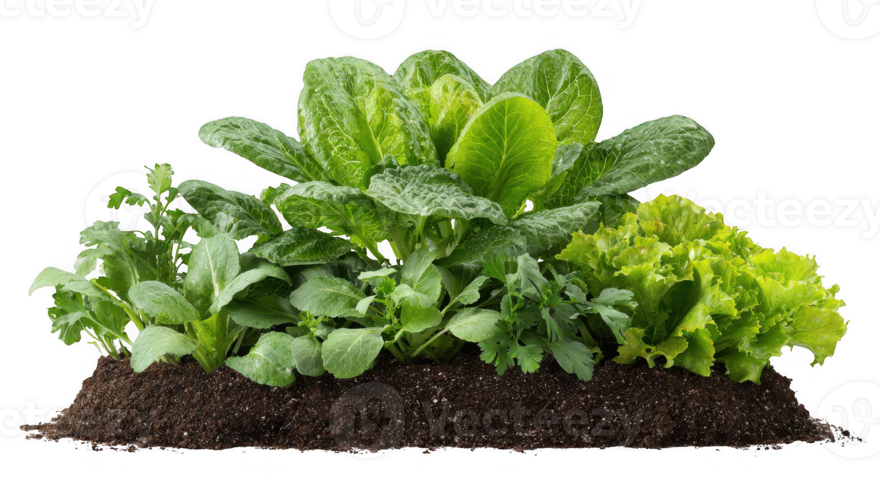 Leafy greens growing in garden patch with transparent background png