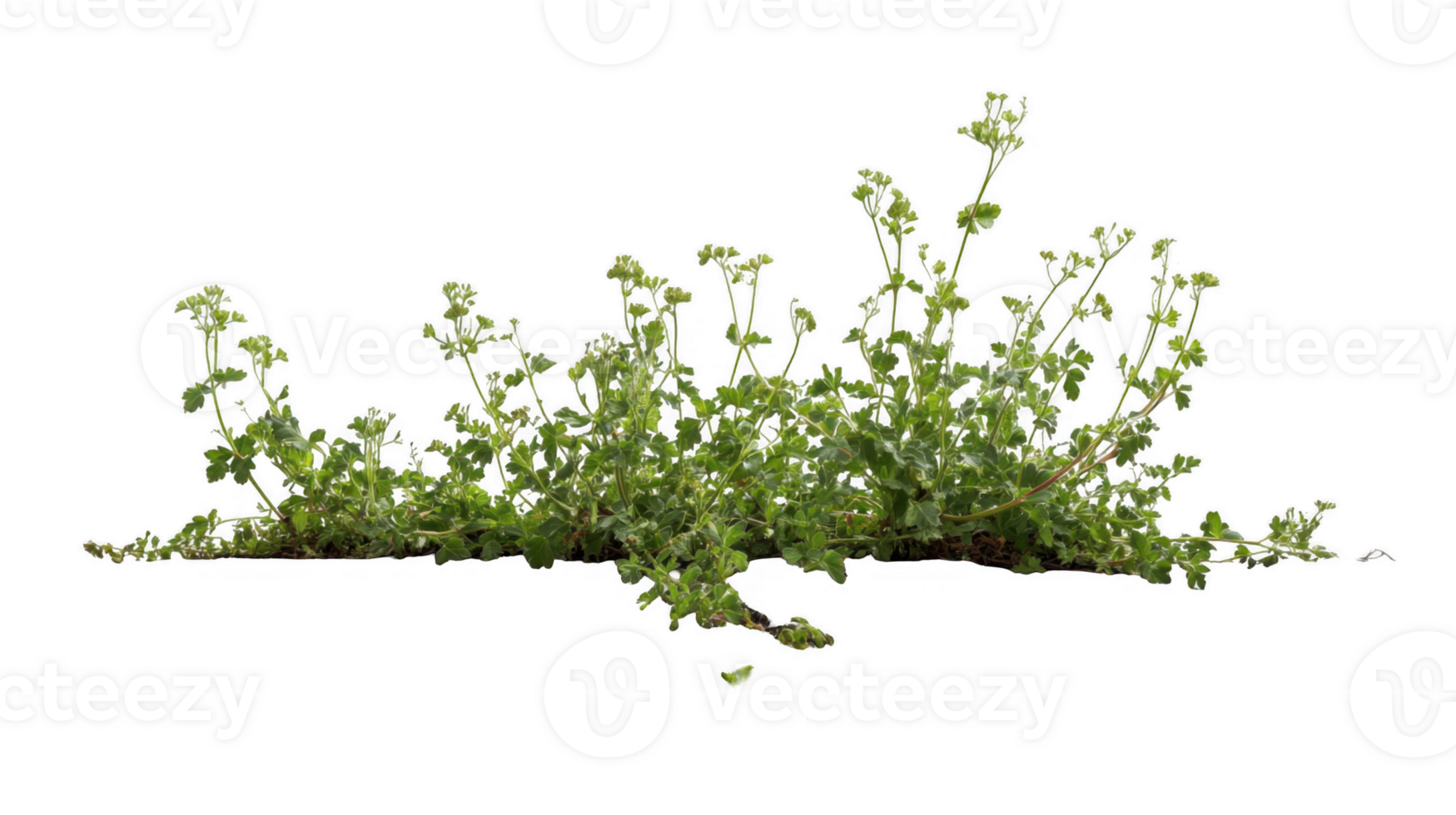 Green weeds pushing through pavement with transparent background png