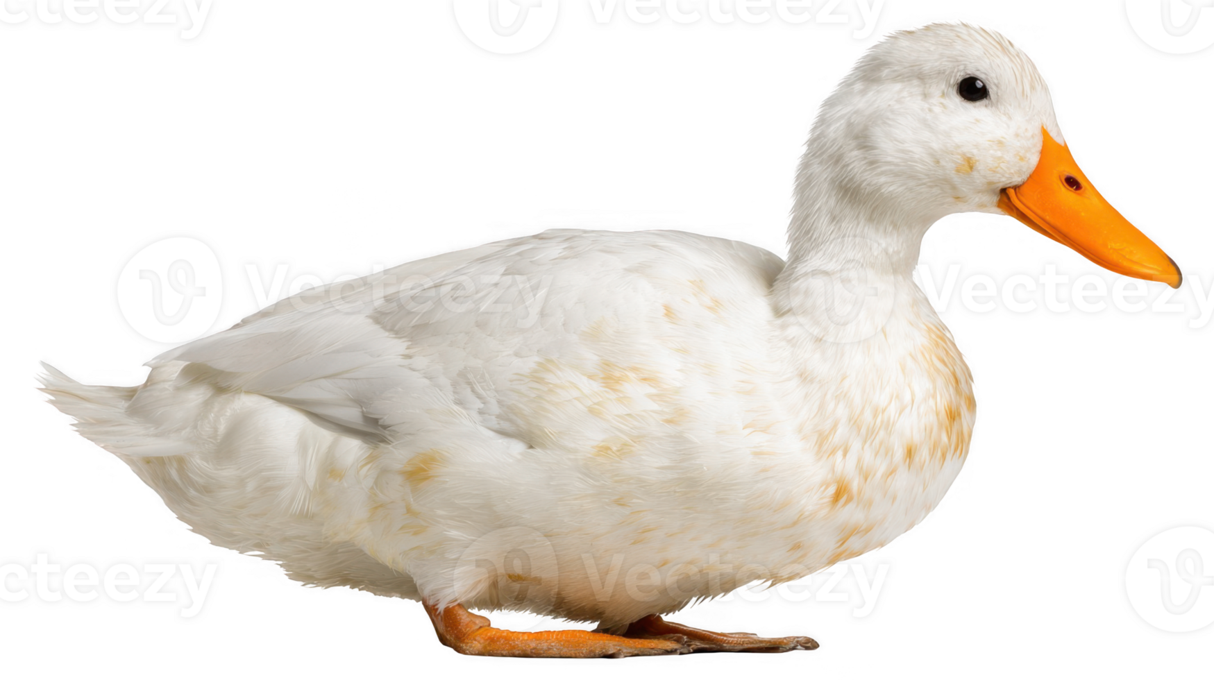 White duck standing with bright orange beak on transparent background png