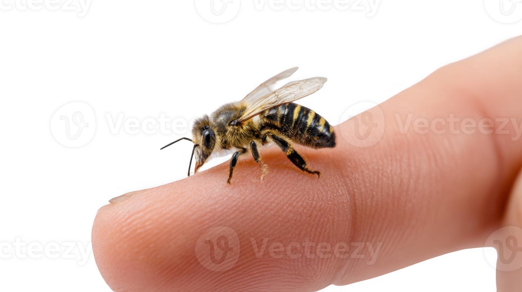 Honey bee walking on finger with transparent background png