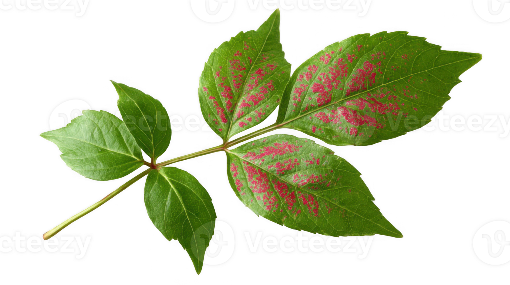 Poison ivy leaf showing characteristic red rash on transparent background png