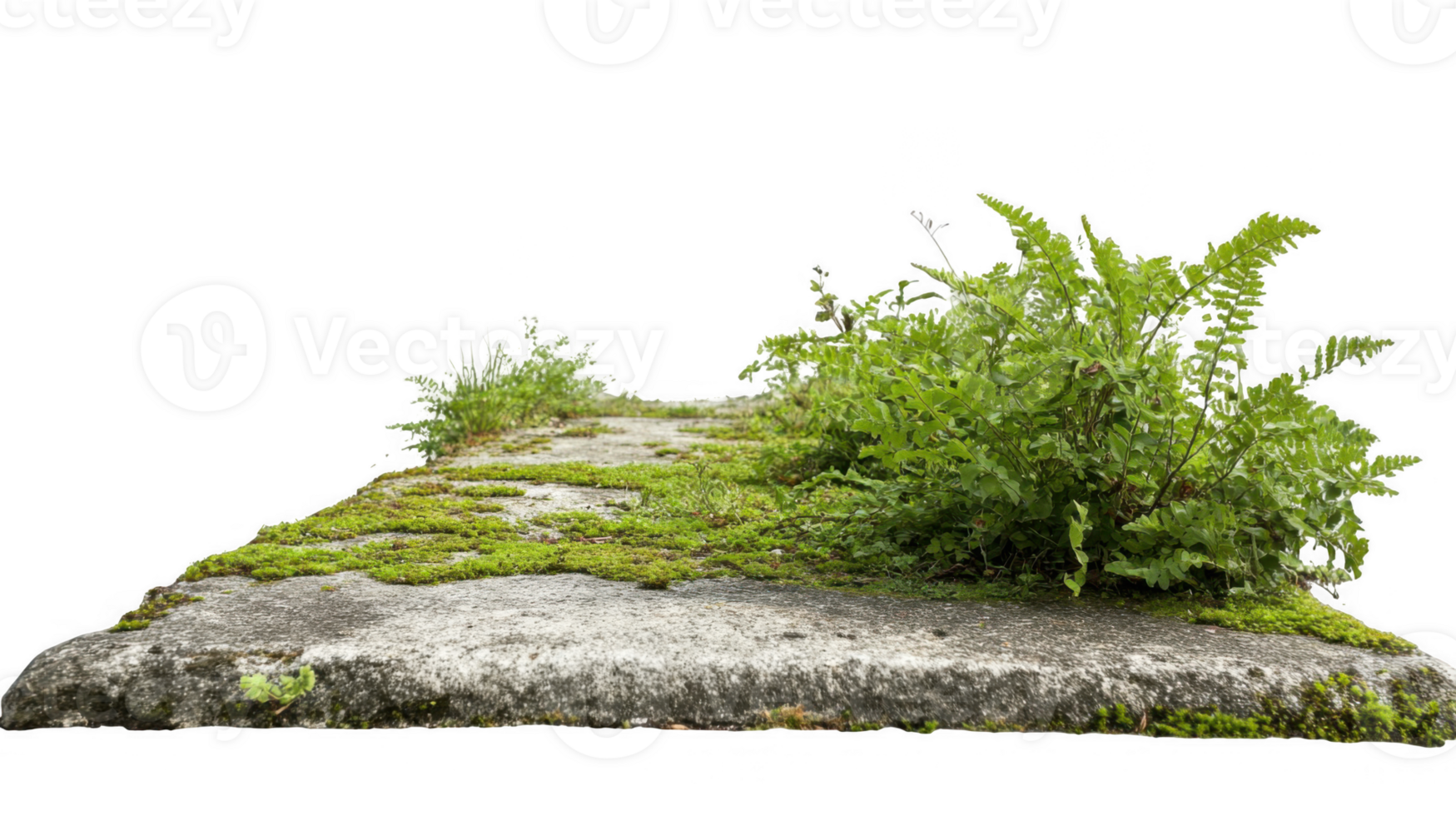 Disused sidewalk covered in moss and small plants with transparent background png