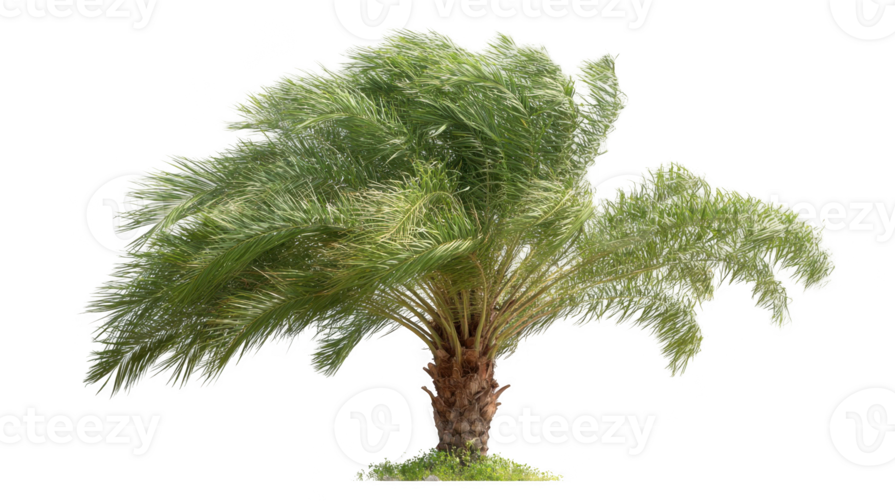 Palm tree blowing in the wind with transparent background png