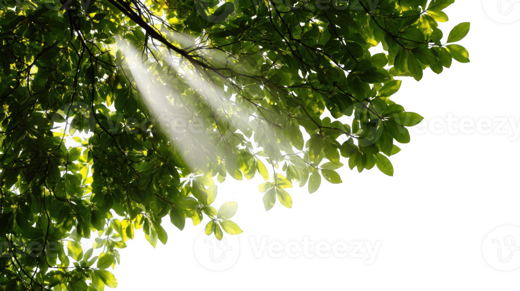 Warm sun rays filtering through leafy tree branches with transparent background png