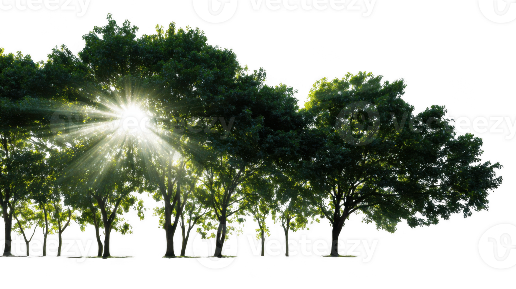 Sunlight filtering through swaying trees with transparent background png