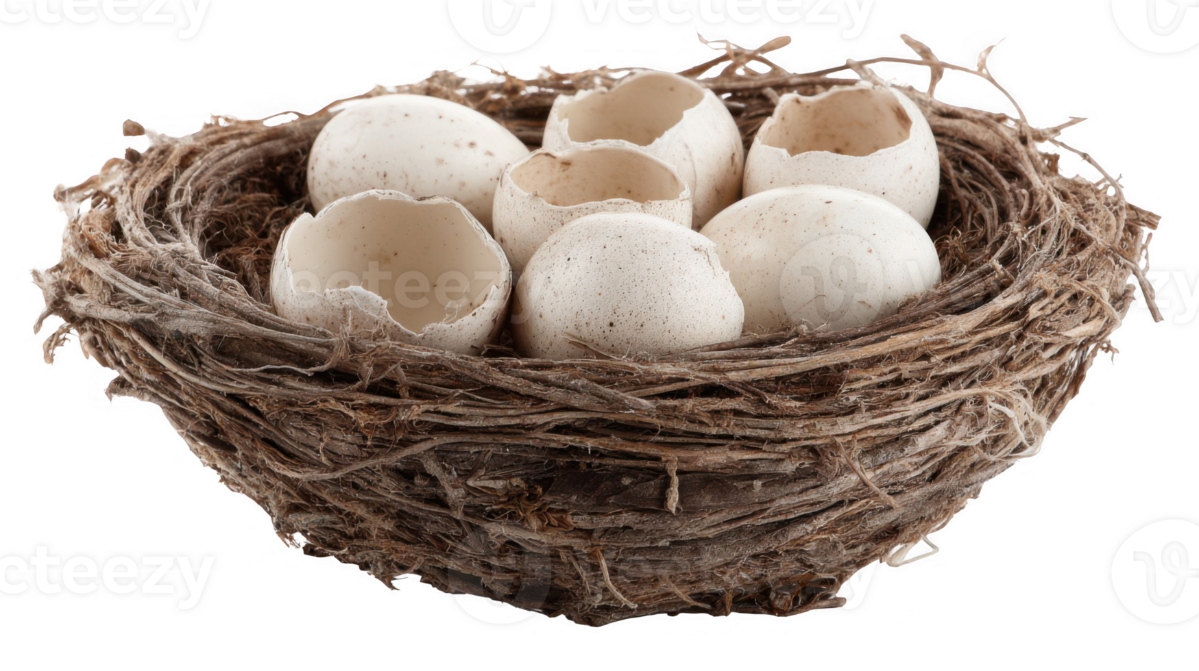 Empty eggshells and whole eggs resting in bird nest on transparent background png