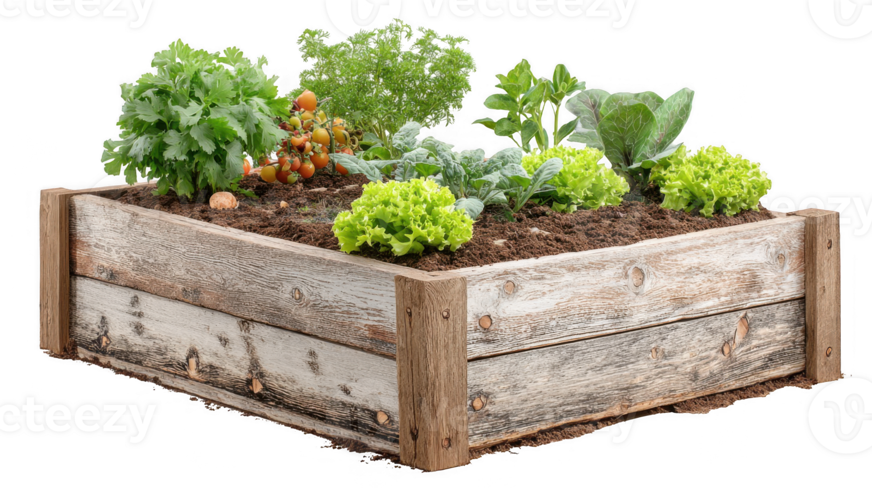 Raised garden bed growing fresh vegetables on transparent background png