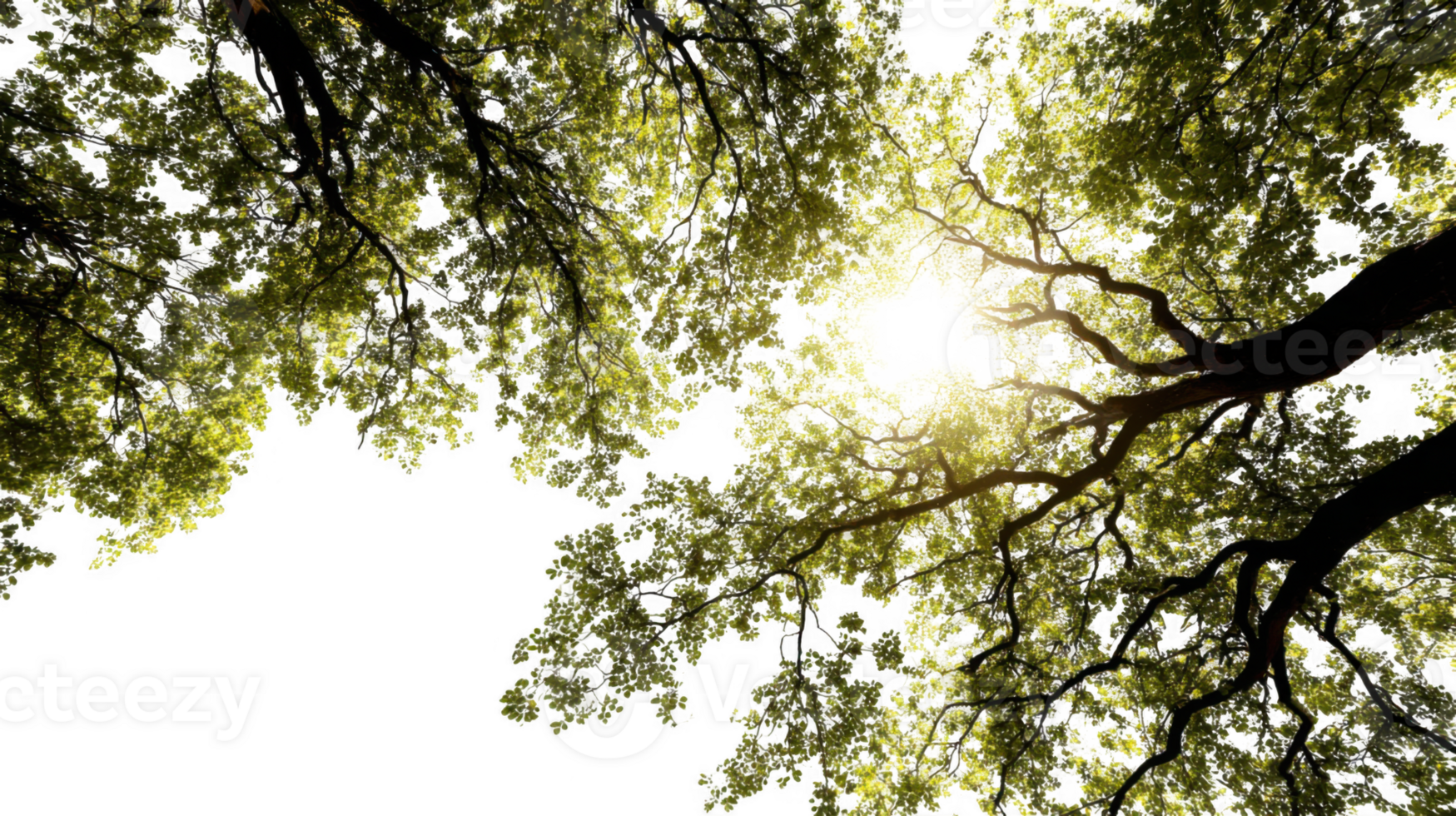 Sunlight filtering through lush green tree canopy on transparent background png