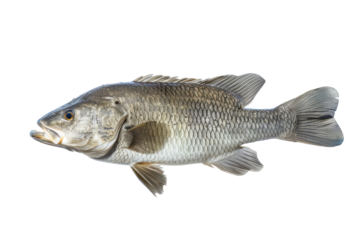Isolated Silver Barramundi Fish On A Black Backdrop, Ready For Culinary Or Scientific Use. png