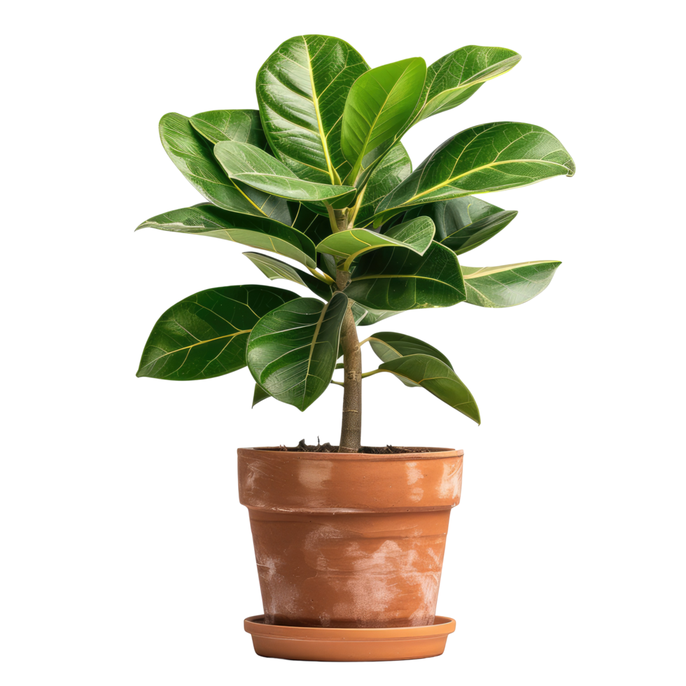 Fiddle-Leaf Fig Plant In Pot Isolated On Black. Brings Natural Warmth To Interiors. png