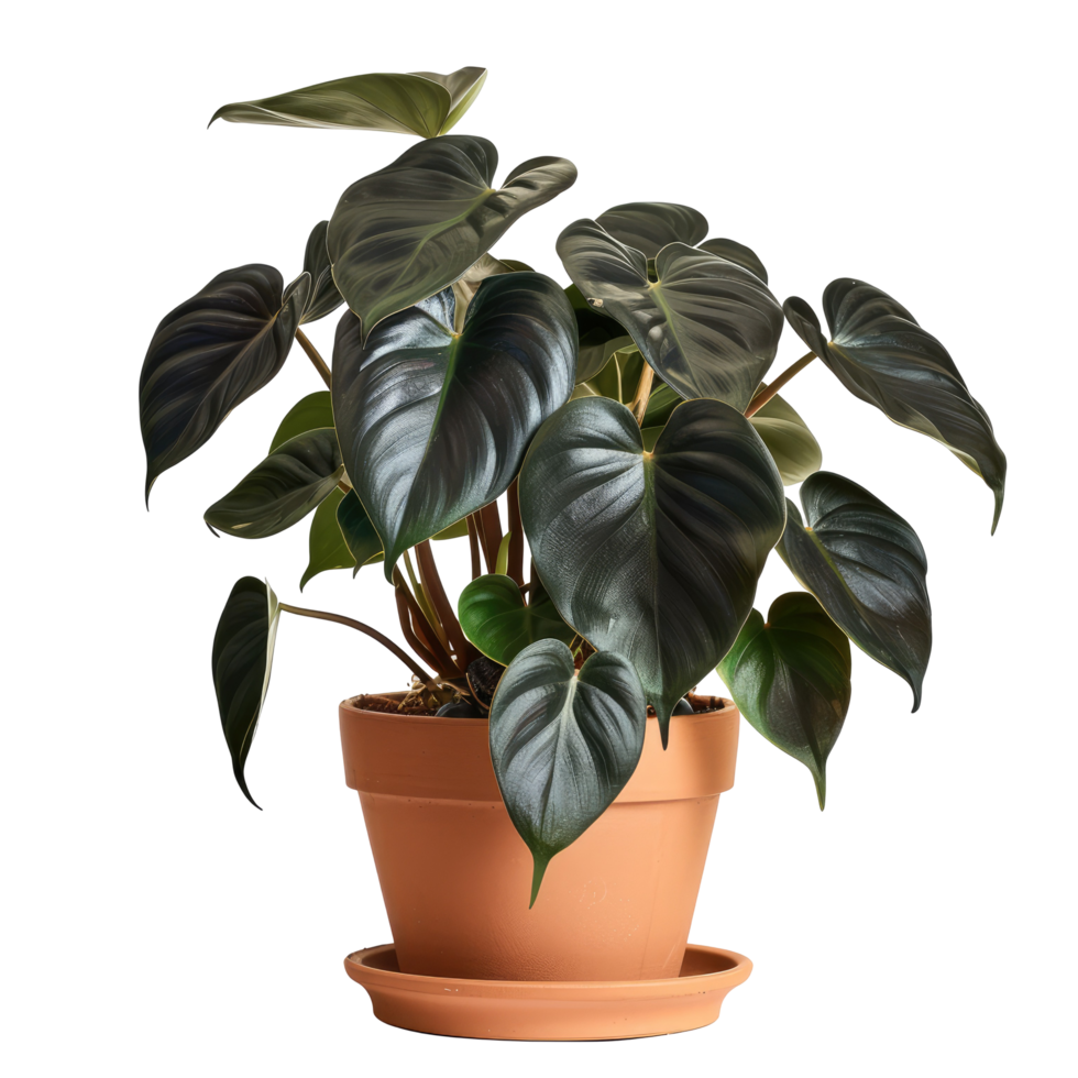 Philodendron Hastatum In Terra Cotta Pot Isolated On Black. Classic Houseplant, Indoor Gardening And Minimal Home Decor Concept. png