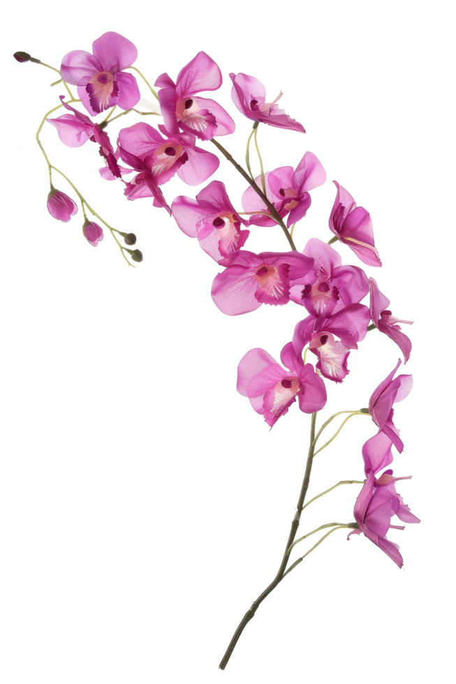 Magenta Orchid Branch Isolated On Black. png