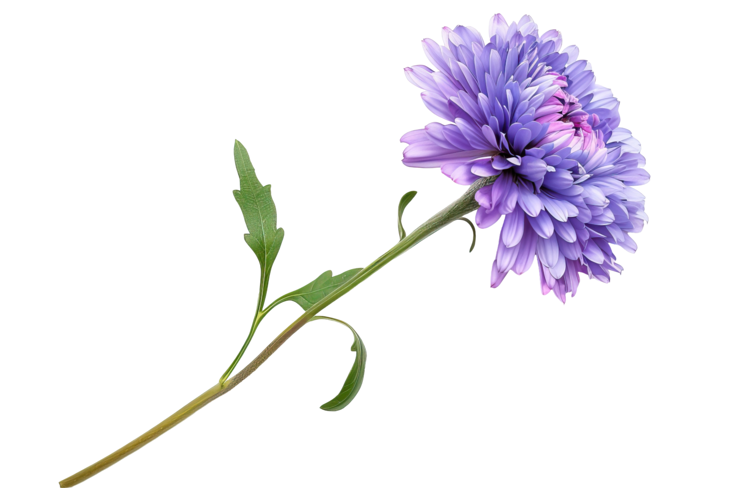 Isolated Vibrant Purple Aster Flower On Black Background. Perfect For Design Elements. png
