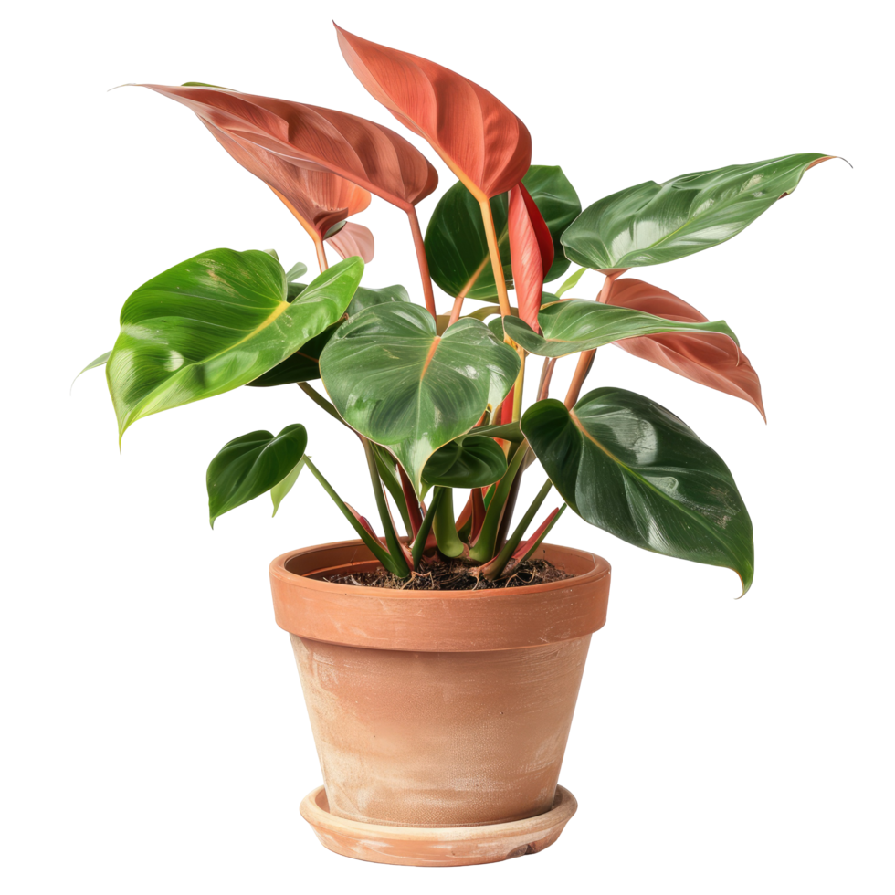 Philodendron Plant In A Terracotta Pot Isolated On Black Background. png