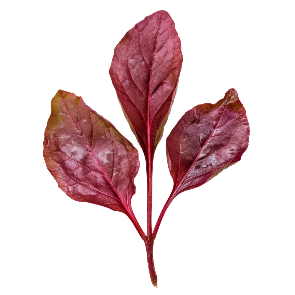 Red Veined Sorrel Leaves Isolated. A Vibrant And Unique Addition To Culinary Visuals. png