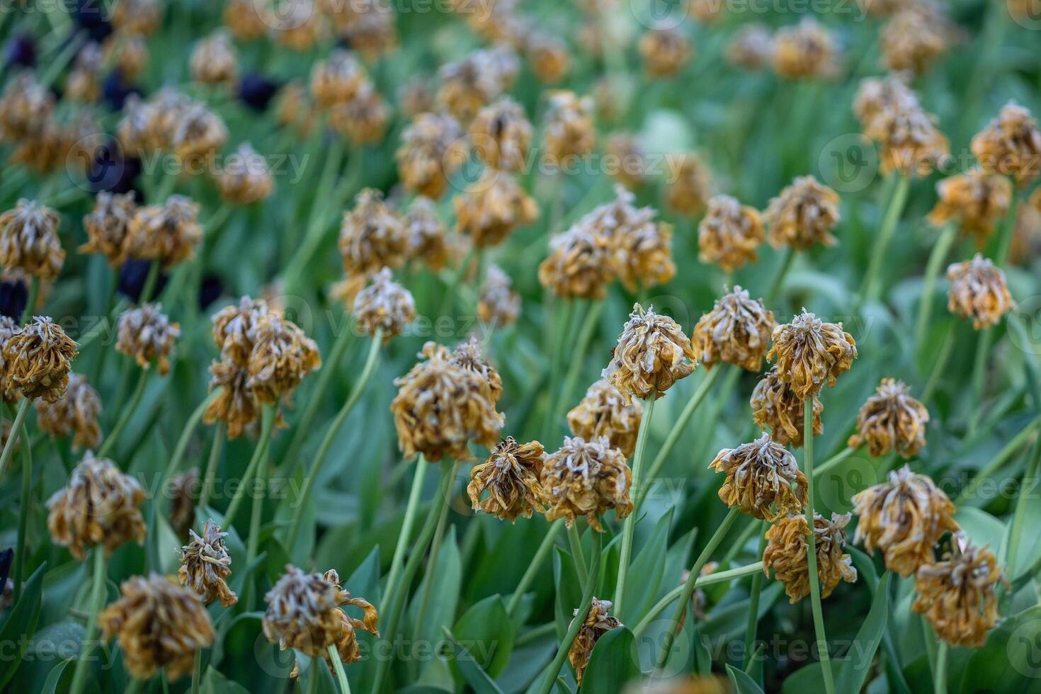 Closeup of wilting colorful tulips in the garden, faded flowers with dry petals photo
