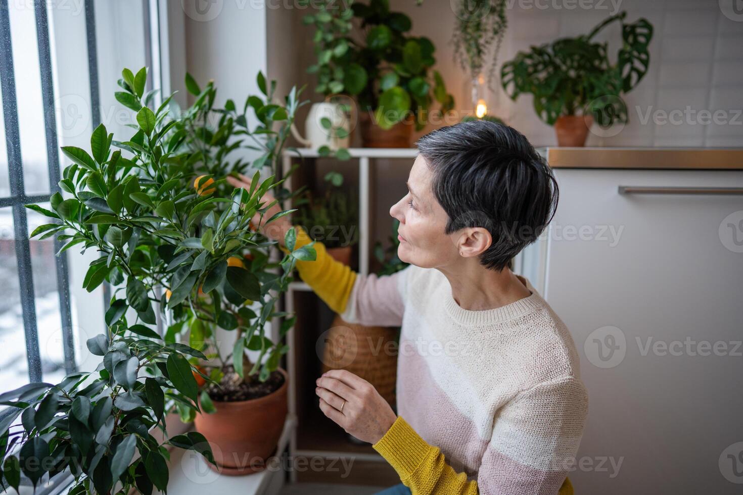 Mature woman touching clementine bush with ripe fruits, tending citrus tree indoors at home photo