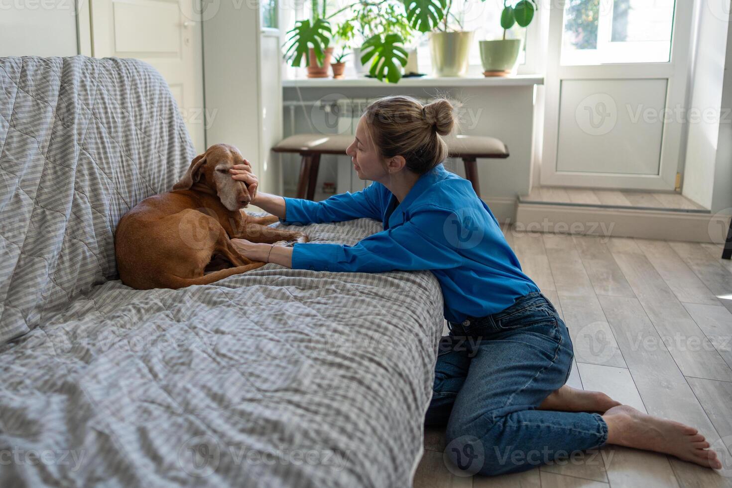 Lazy sad Magyar Vizsla dog sprawls on couch, refusing to get up as owner pets and encourages at home photo