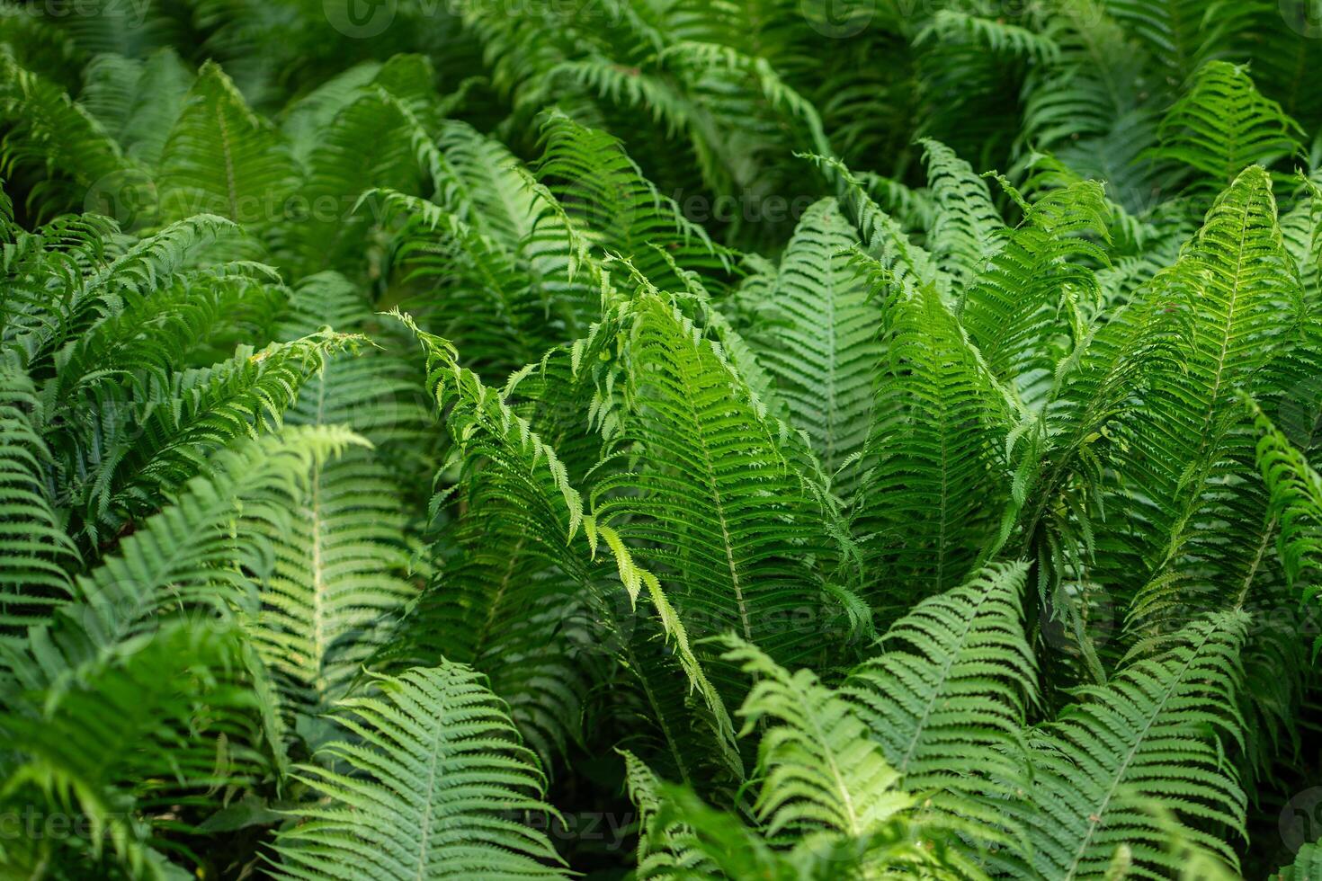 Lush foliage of growing Matteuccia fern in forest. Plant dense verdure, green tropical vegetation. photo