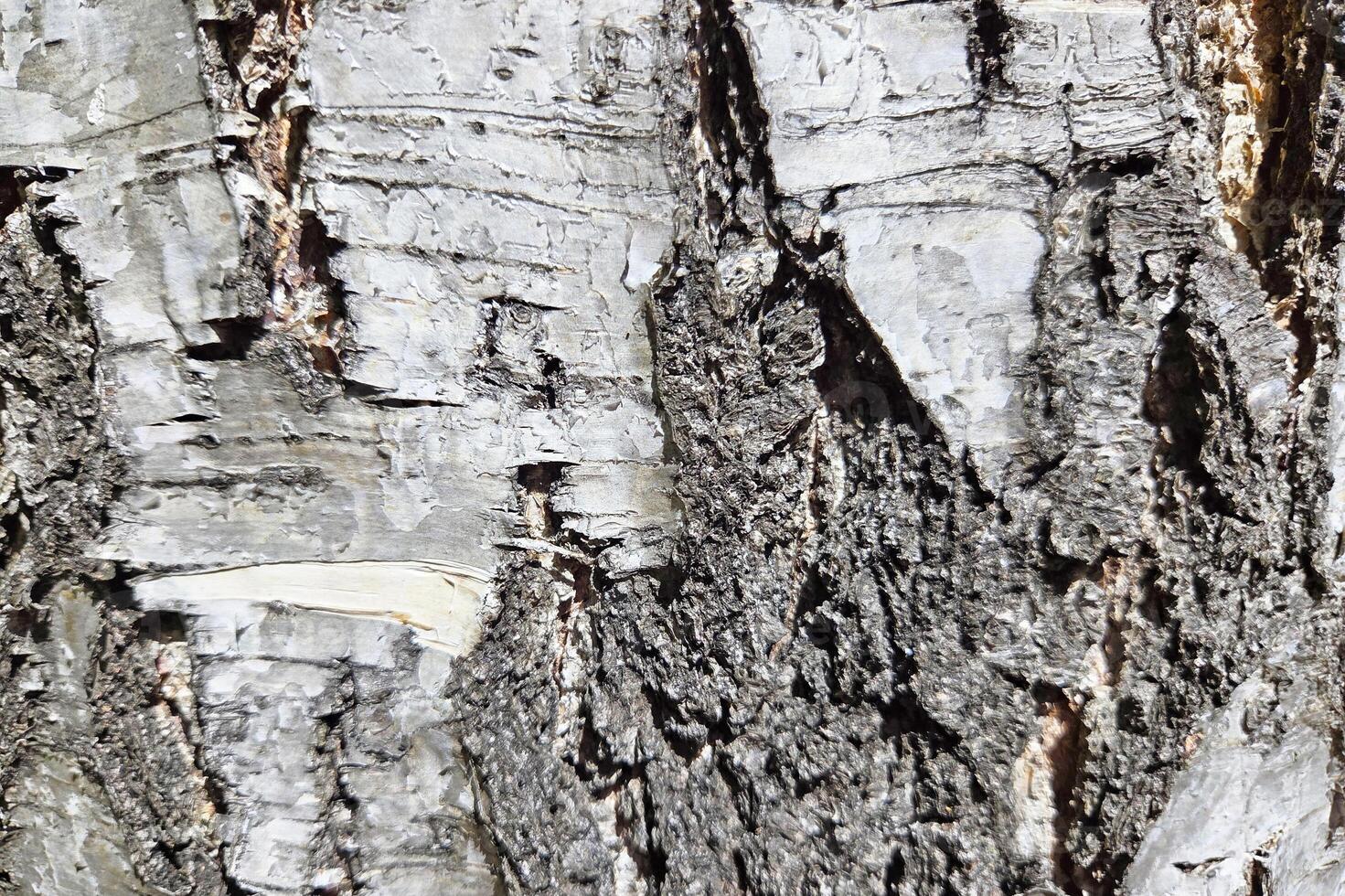 Textured Close-Up of Rugged Tree Bark for Nature Background and Design Elements photo