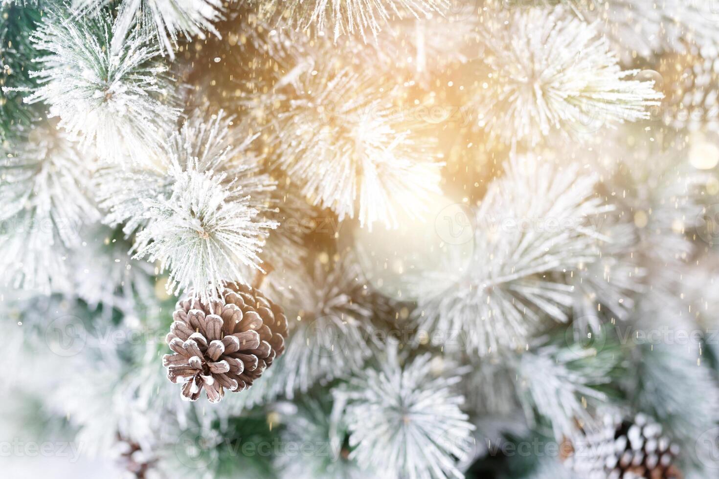 Pine tree with morning on the twig leaves. pine cones at the end of branches, abstract nature background photo