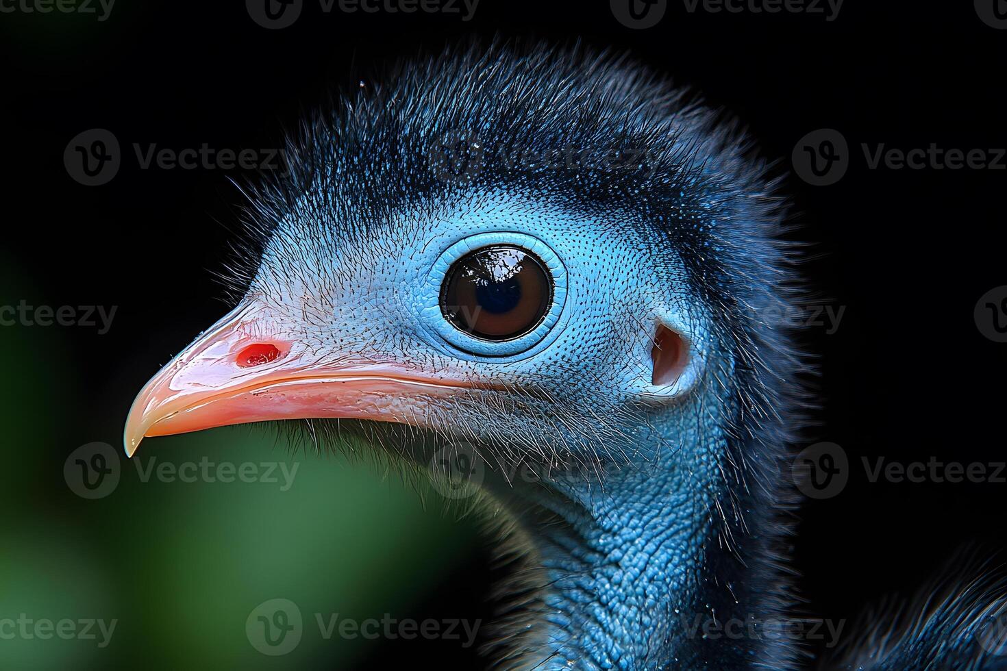Vibrant Close-Up of a Juvenile Exotic Bird Against Dark Background for Nature Enthusiasts and Wildlife Photography photo