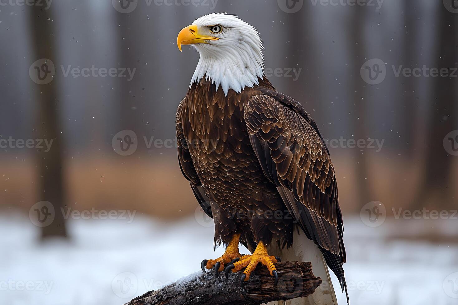 Majestic Bald Eagle in Winter Landscape Nature, Wildlife, Conservation, Photography photo