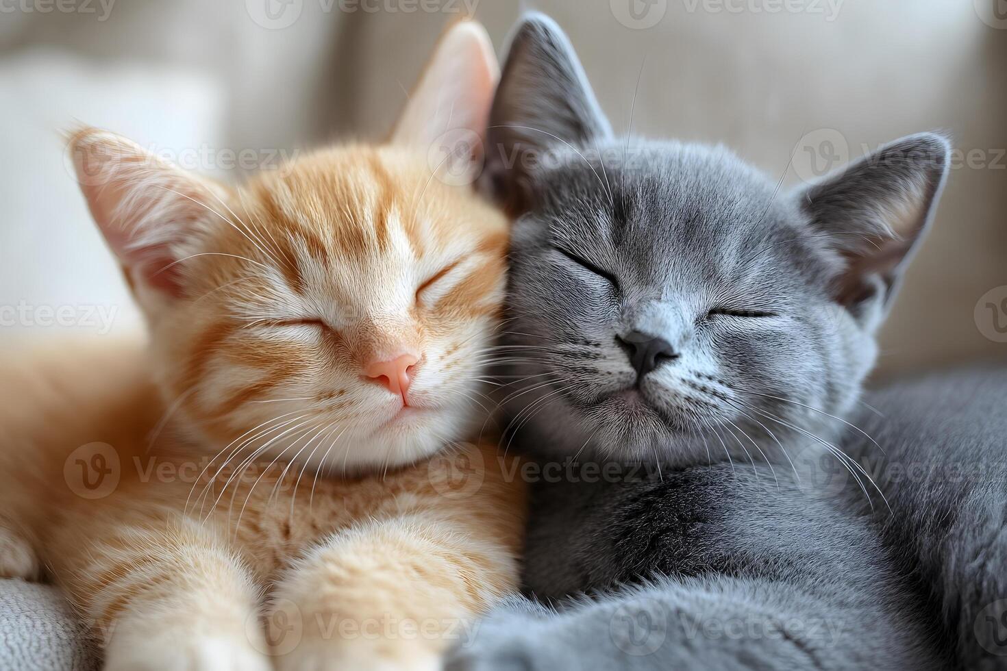 Adorable Kitten Companionship Cozy Moment of Orange and Gray Cats for Feline-Themed Prints photo