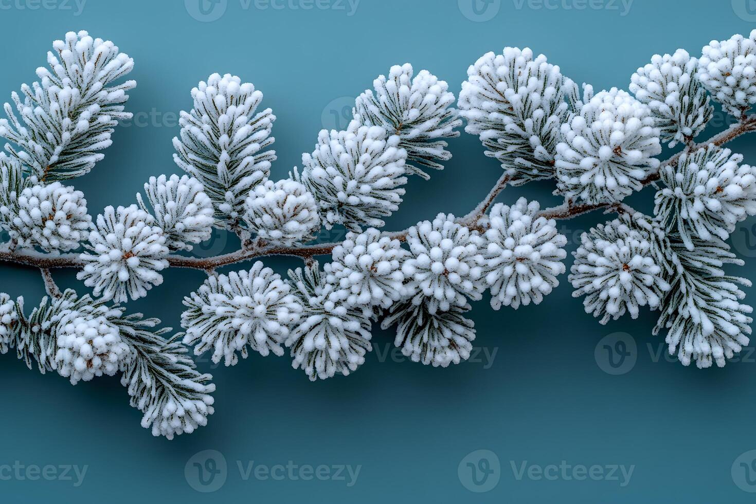 Frosty Pine Branch on Turquoise Background for Winter Design photo