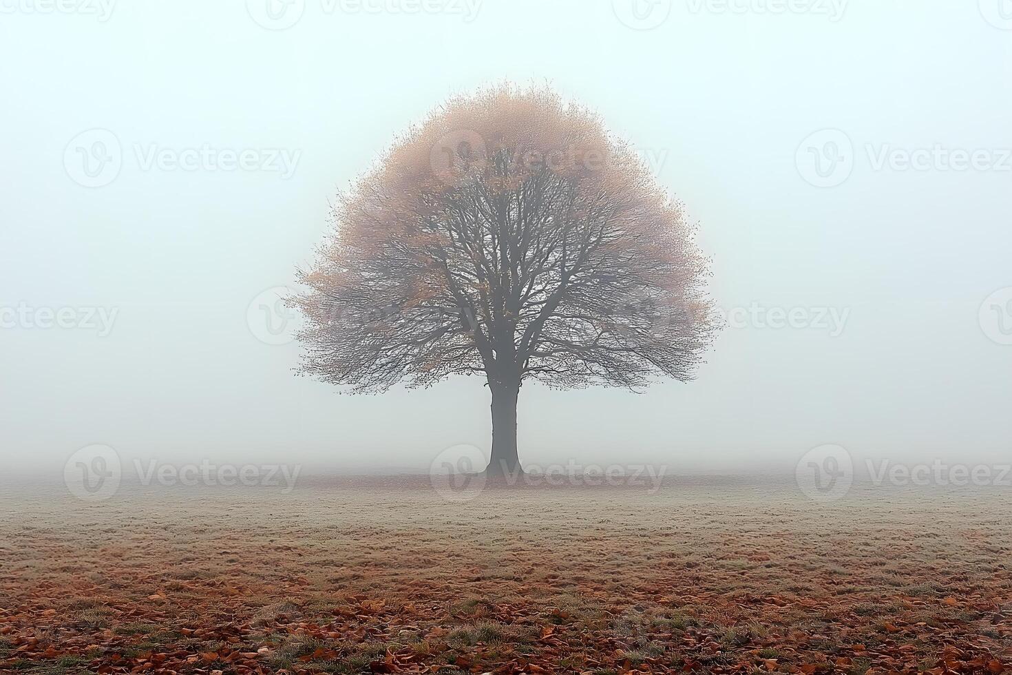 Solitary Tree in Misty Autumn Landscape for Nature and Serenity Themes photo