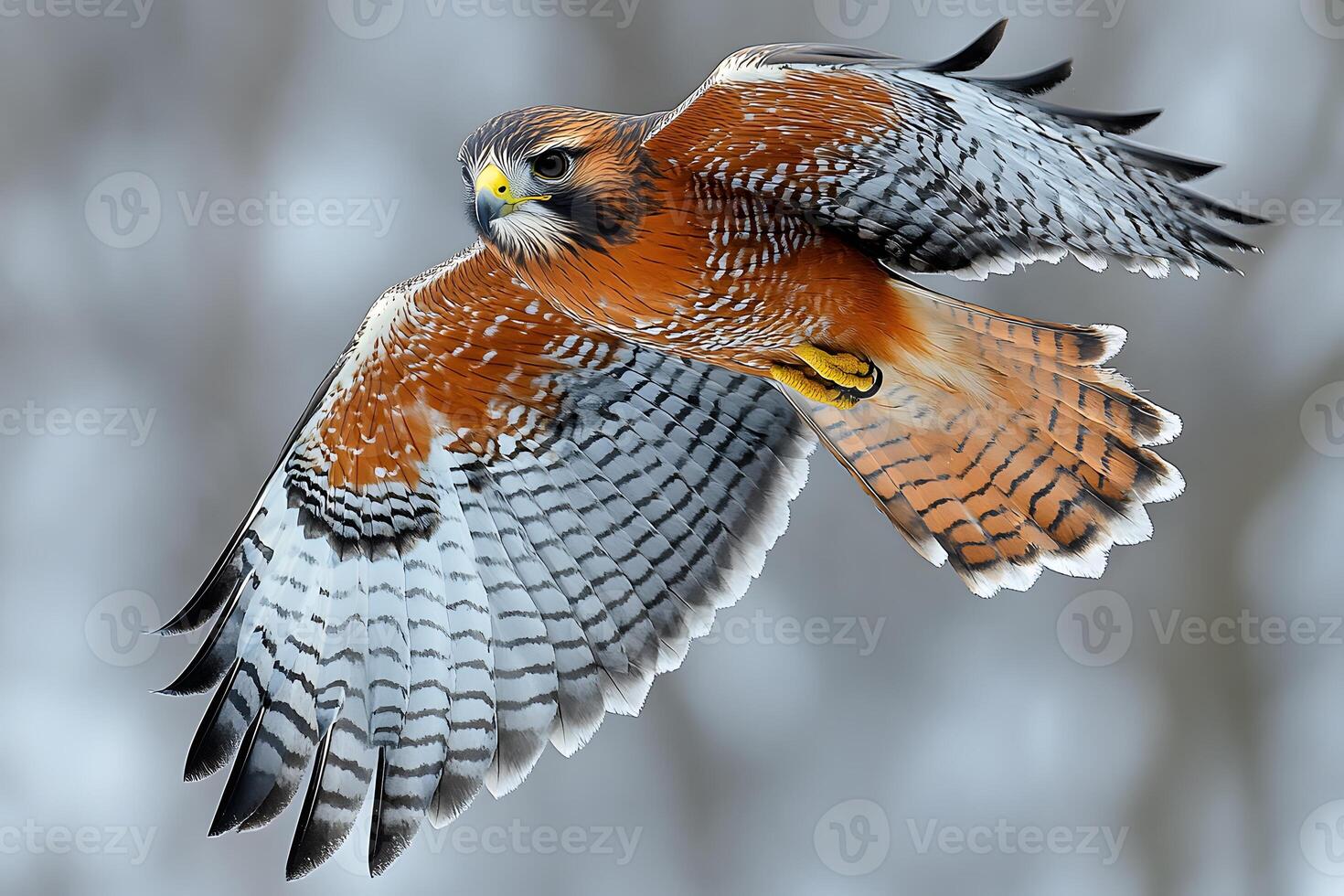 Majestic Red-Tailed Hawk in Flight Nature and Wildlife Photography for Poster Design photo