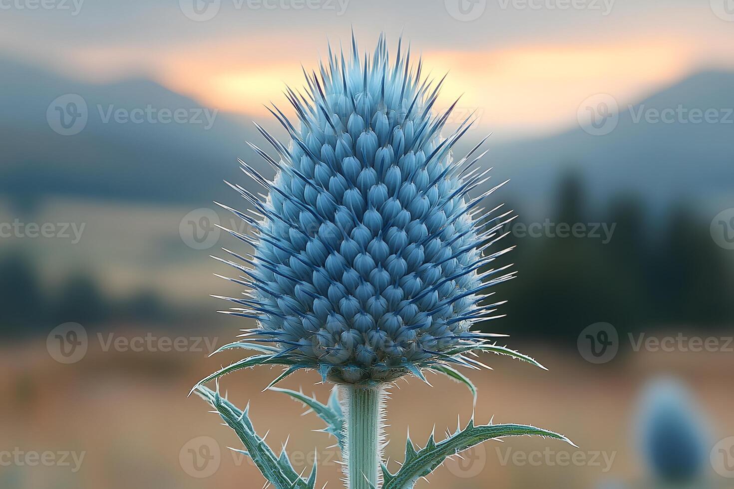 Nature's Beauty Blue Thistle Bloom Against Sunset in Serene Landscape photo