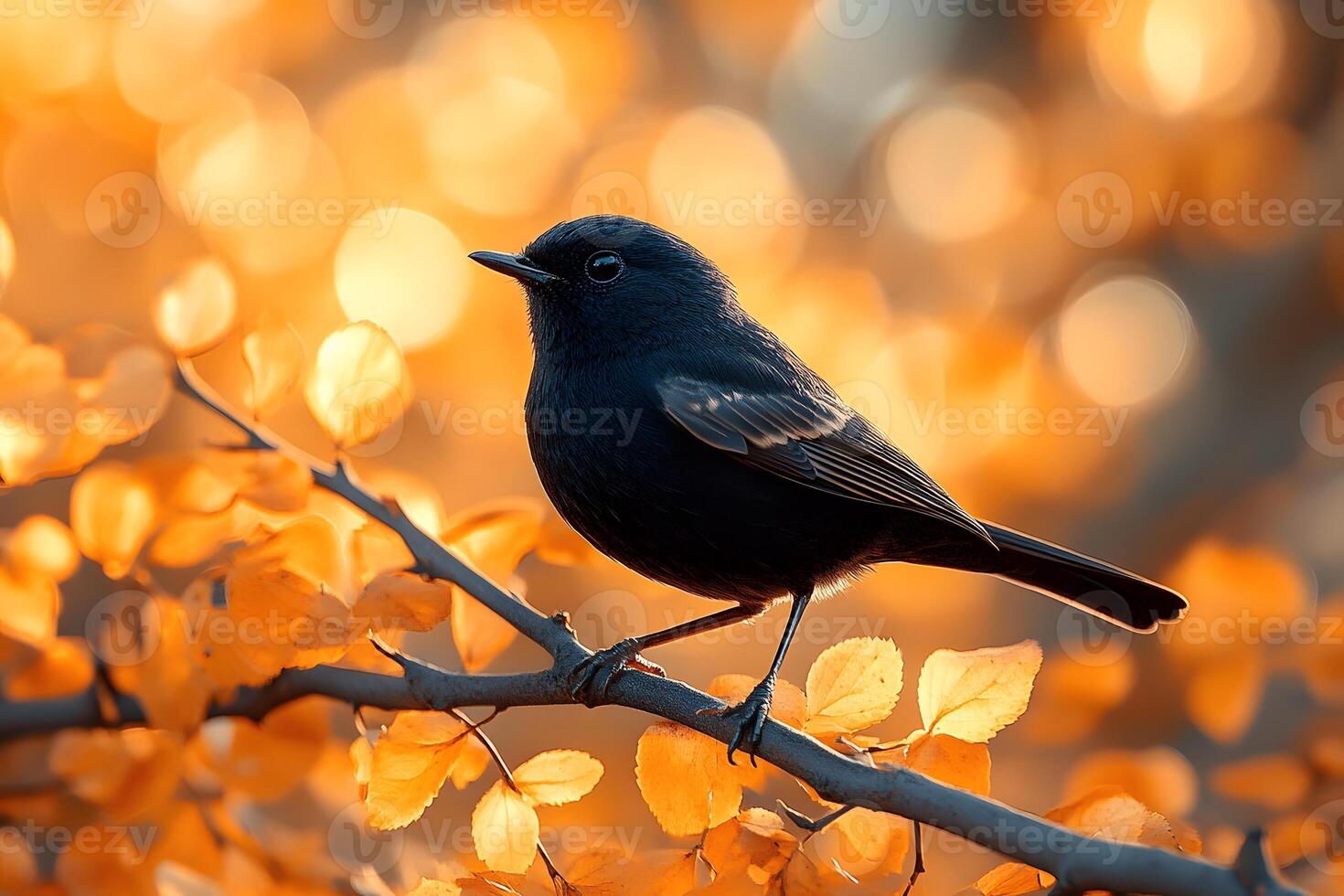 Autumn Bliss Black Bird on Branch with Golden Bokeh for Nature Prints photo