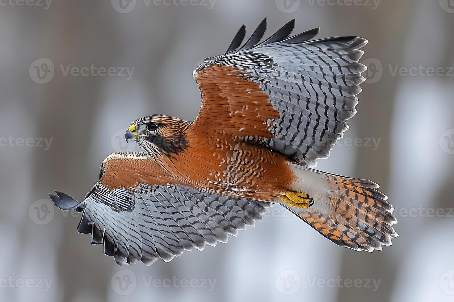 Majestic Red-Tailed Hawk in Flight Over Forest Landscape photo