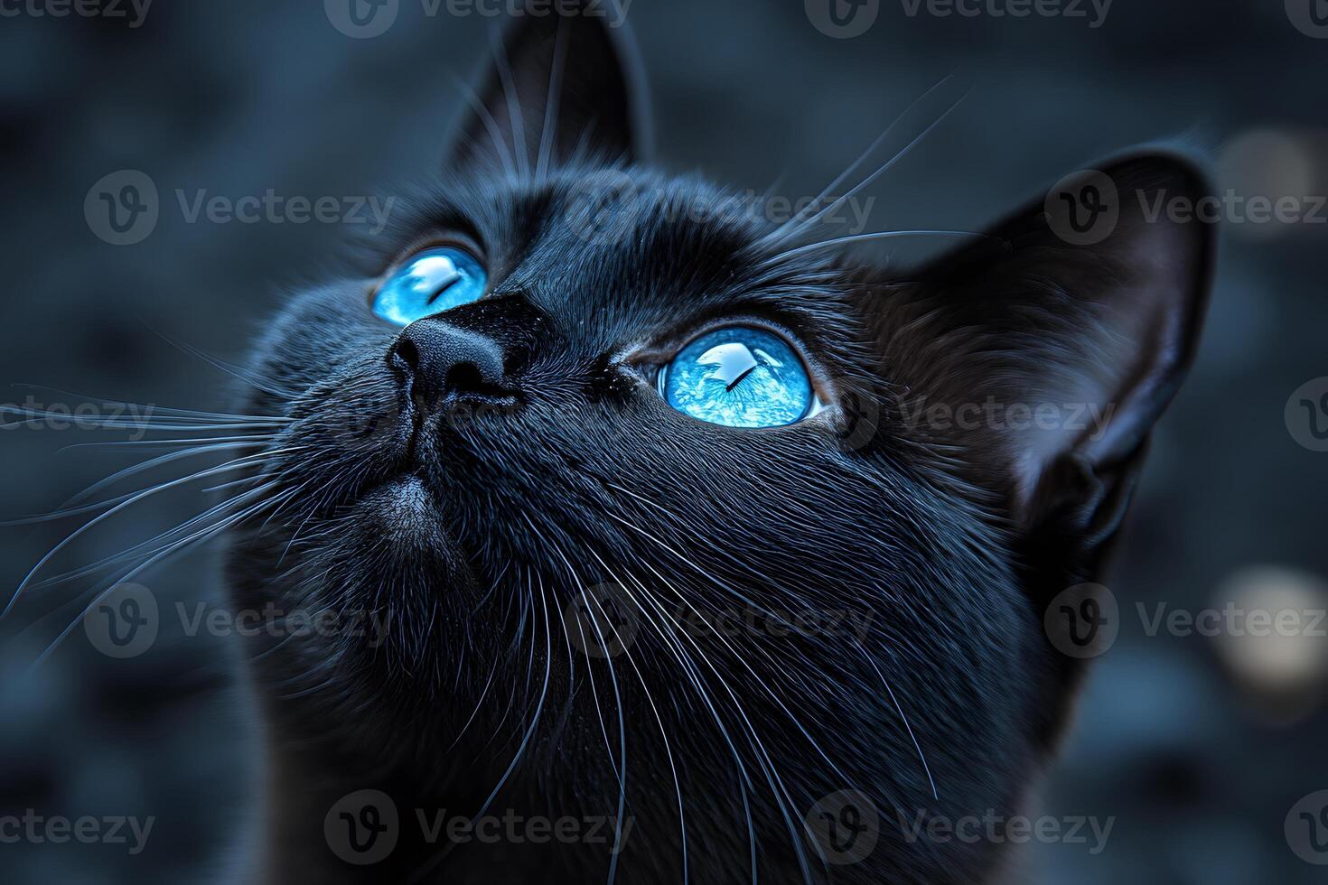 Enchanting Gaze of a Blue-Eyed Cat - Perfect for Animal-Themed Designs photo