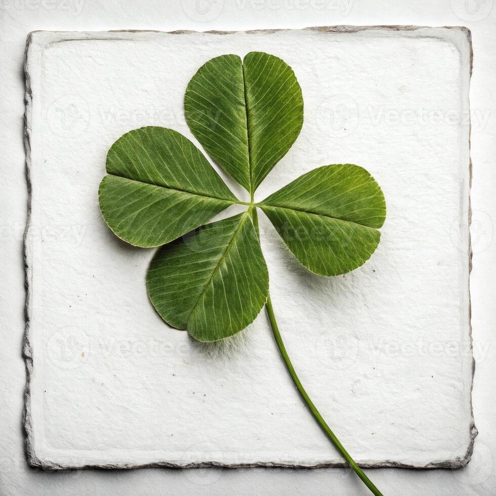 Close-up of fresh green four-leaf clover on clean white background creating minimalist composition with lucky charm symbolism photo