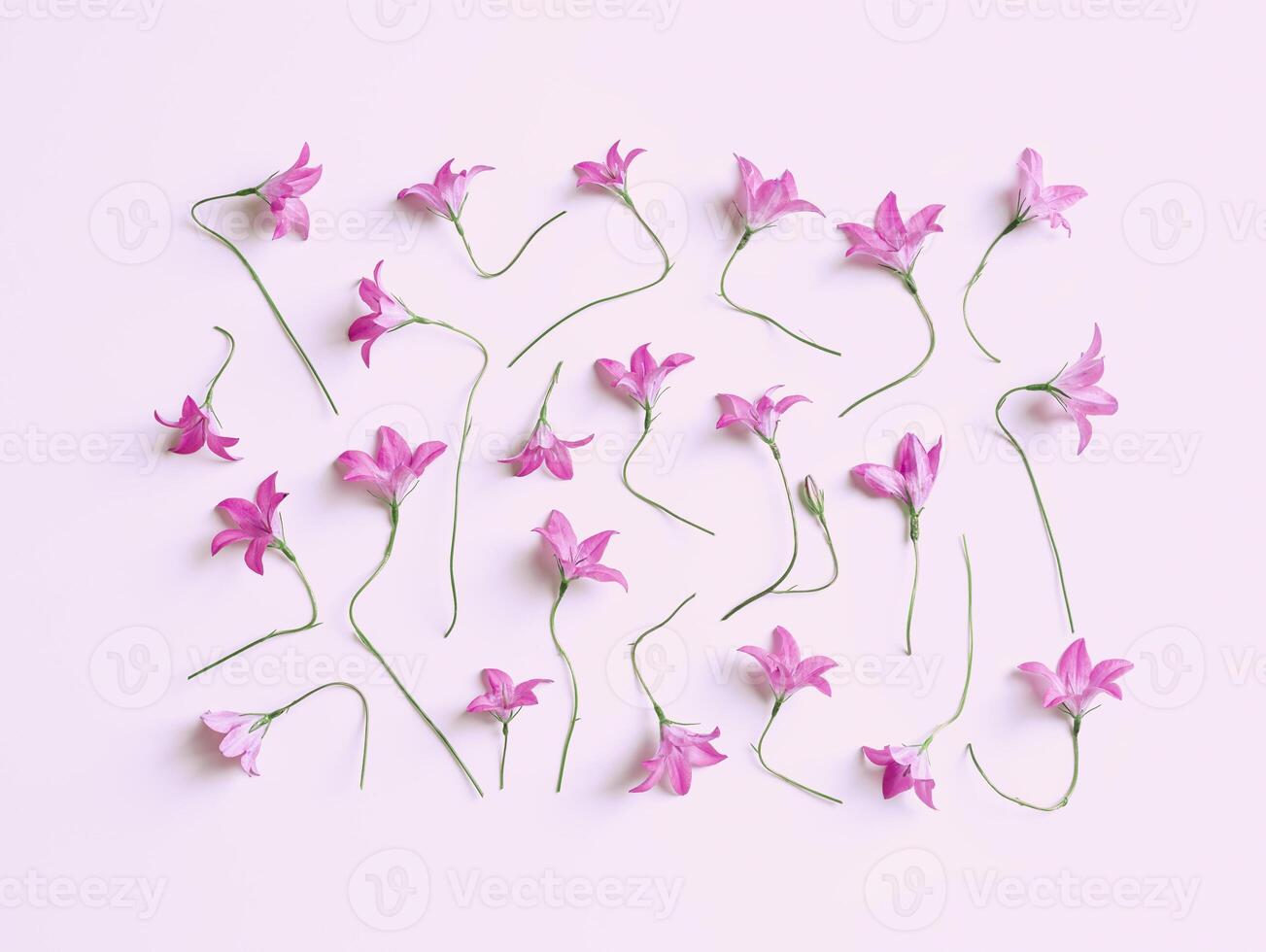 Pink violet bellflower on pastel background, floral art pattern, minimal monochrome aesthetic flat lay photo. Beautiful nature still life with fresh wildflowers, summer concept, botanical beauty photo