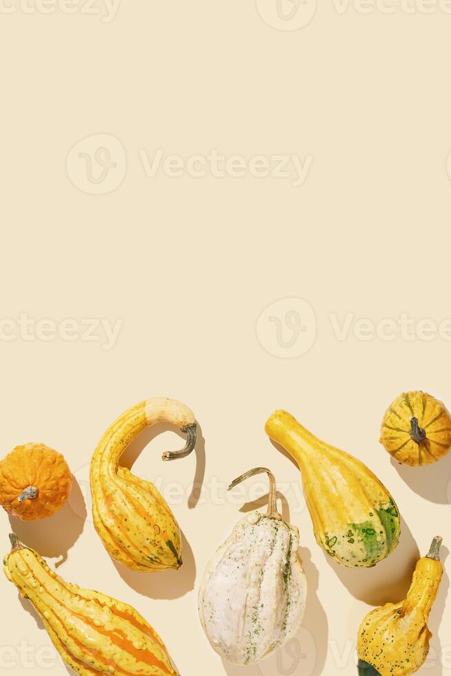 Pumpkins, gourds, squashes, patissons of different shapes and colors top view background, empty space. Autumn flat lay composition with ornamental pumpkins, minimal style, sunlight trend shadows photo